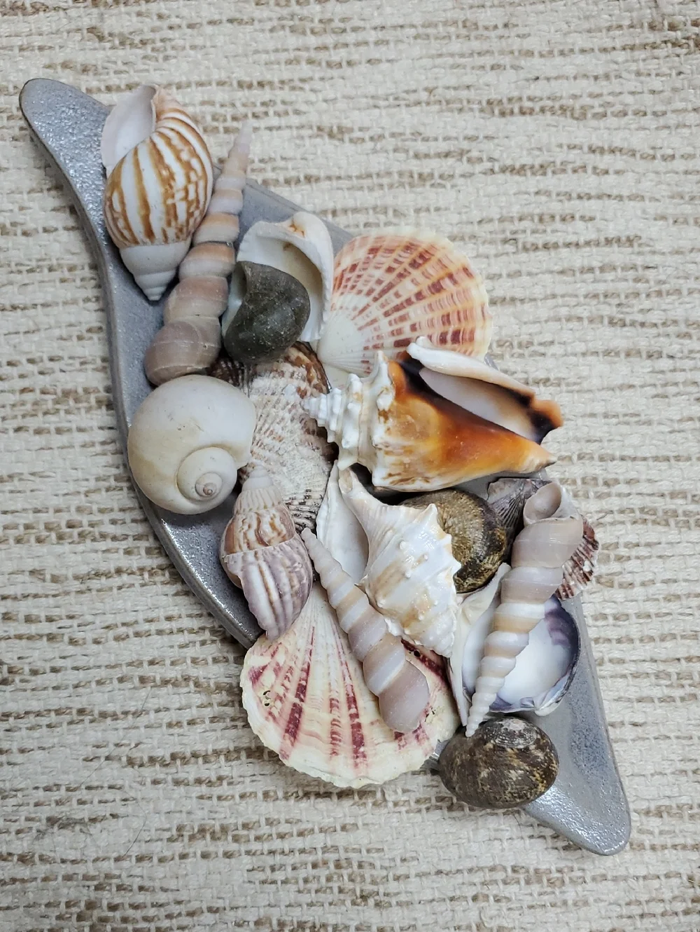 Natural Seashell Collection On Decorative Tray Beach Coastal